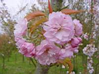 pr serrulata imose.JPG